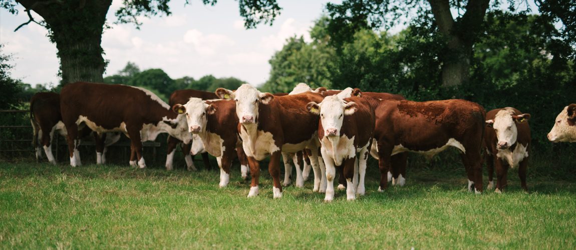 The Dorset Meat Company - Grass fed outdoor reared meat delivered across the UK