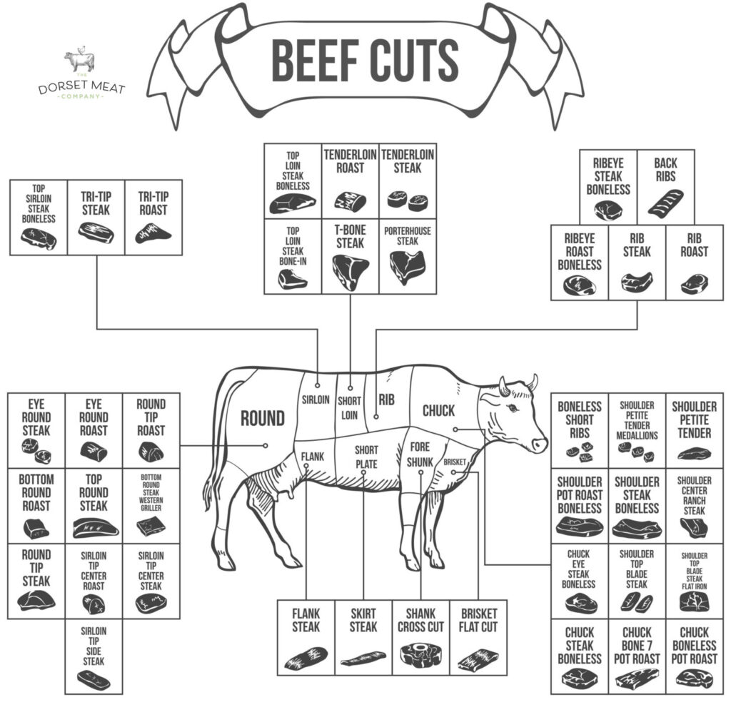 cuts of beef infographic 